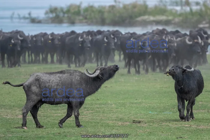 : Two young water buffalo (Bubalus bubalis) with herd : Two young water buffalo (Bubalus bubalis) with herd