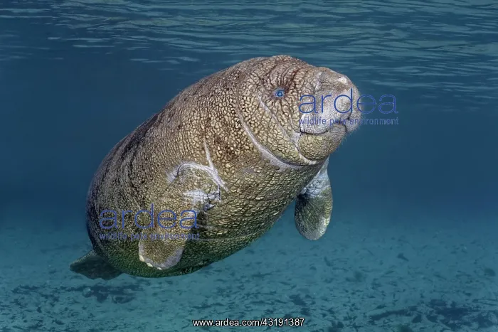  : Young West Indian manatee or sea cow (Trichechus