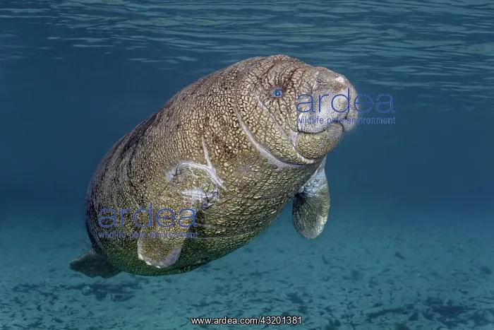 : Young West Indian manatee or sea cow (Trichechus : Young West Indian manatee or sea cow (Trichechus