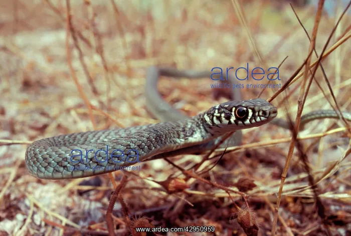 : Young Western Whip Snake : Young Western Whip Snake