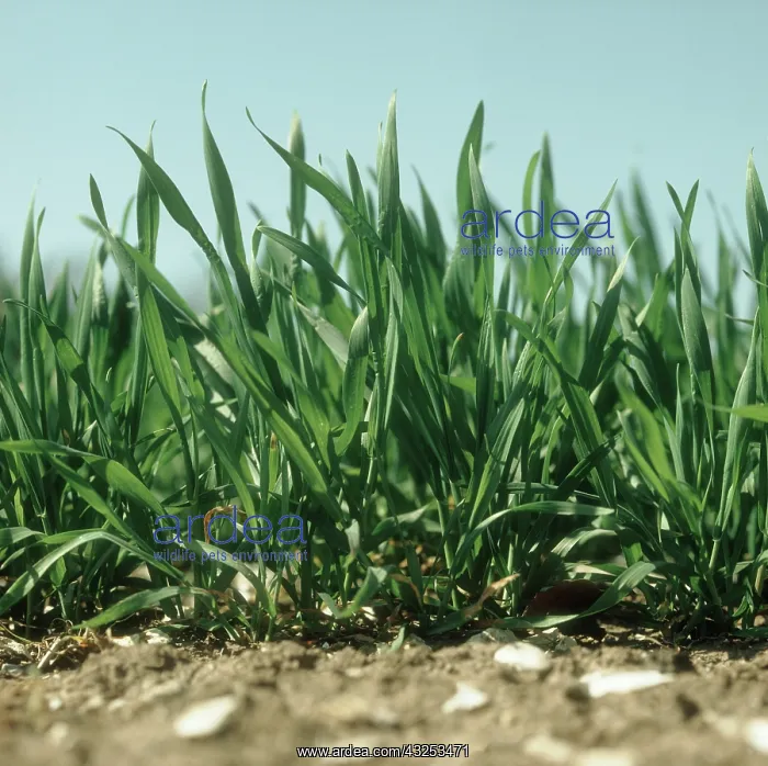 : Young Wheat at Stage 30 : Young Wheat at Stage 30