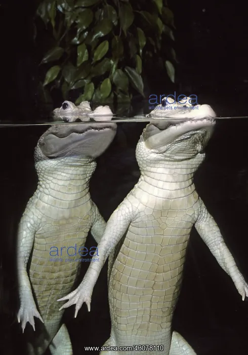 : Young White Alligators : Young White Alligators