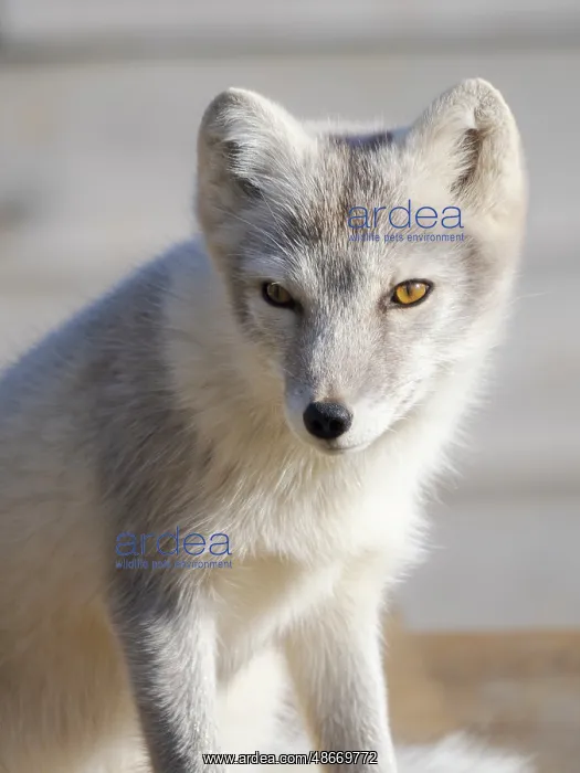 : Young white Arctic fox in an enclosure for orphaned arctic : Young white Arctic fox in an enclosure for orphaned arctic