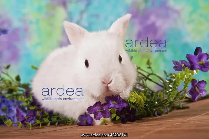 : Young white dwarf rabbit with purple flowers : Young white dwarf rabbit with purple flowers