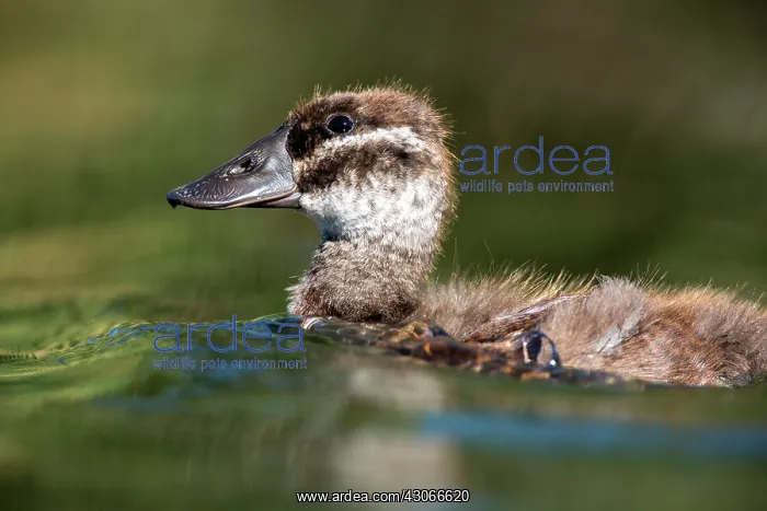 : Young White-headed Duck (Oxyura leucocephala), Ciudad : Young White-headed Duck (Oxyura leucocephala), Ciudad