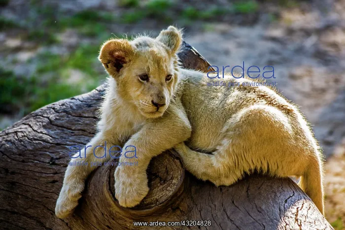 : Young white lion (Panthera leo), Cango Wildlife : Young white lion (Panthera leo), Cango Wildlife