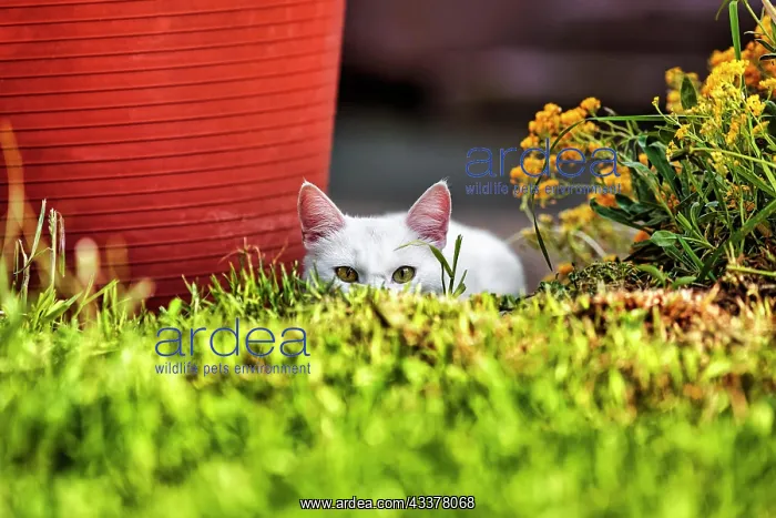 : Young white male felidae (Felis silvestris catus) : Young white male felidae (Felis silvestris catus)