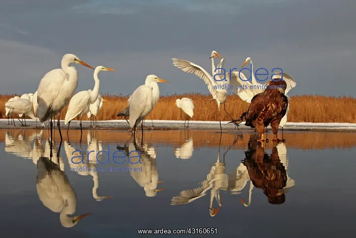 : Young White-tailed Eagle (Haliaeetus albicilla) : Young White-tailed Eagle (Haliaeetus albicilla)