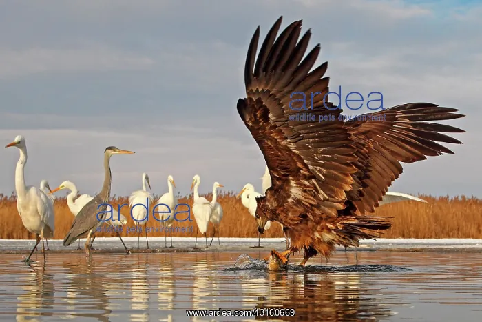 : Young White-tailed Eagle (Haliaeetus albicilla) : Young White-tailed Eagle (Haliaeetus albicilla)