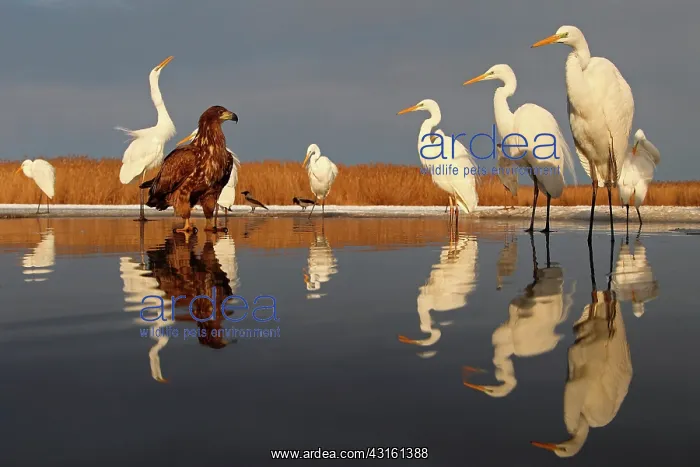 : Young White-tailed Eagle in the middle of Great : Young White-tailed Eagle in the middle of Great
