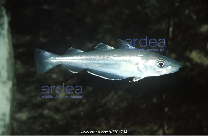  : YOUNG WHITING