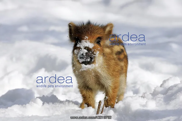 : Young wild boar piglet in the snow : Young wild boar piglet in the snow