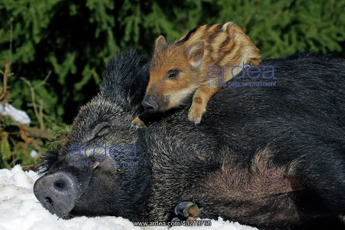  : Young wild boar piglet on the back of the sleeping
