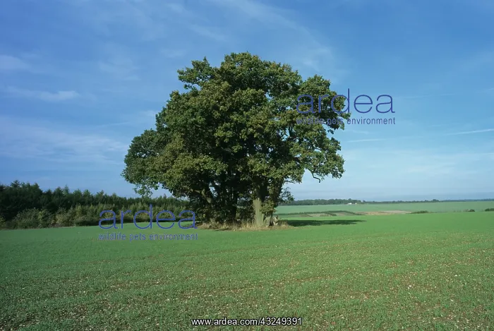 : Young Winter Wheat Crop : Young Winter Wheat Crop