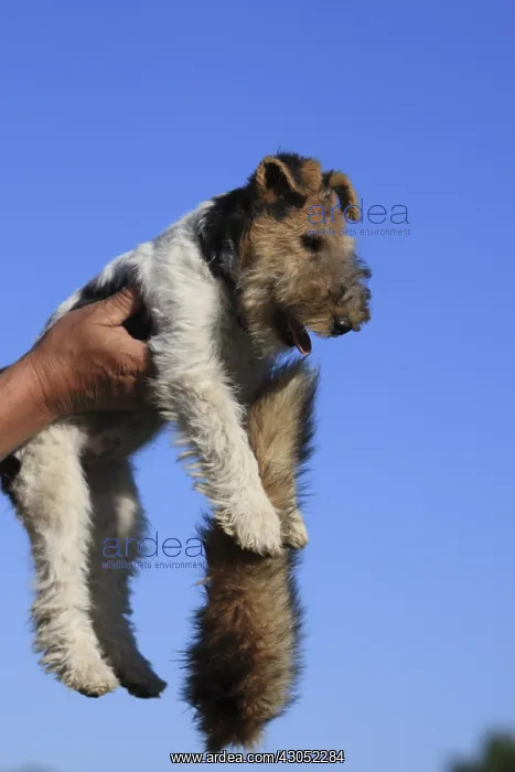 : Young Wire Fox terrier learning to hunt France : Young Wire Fox terrier learning to hunt France