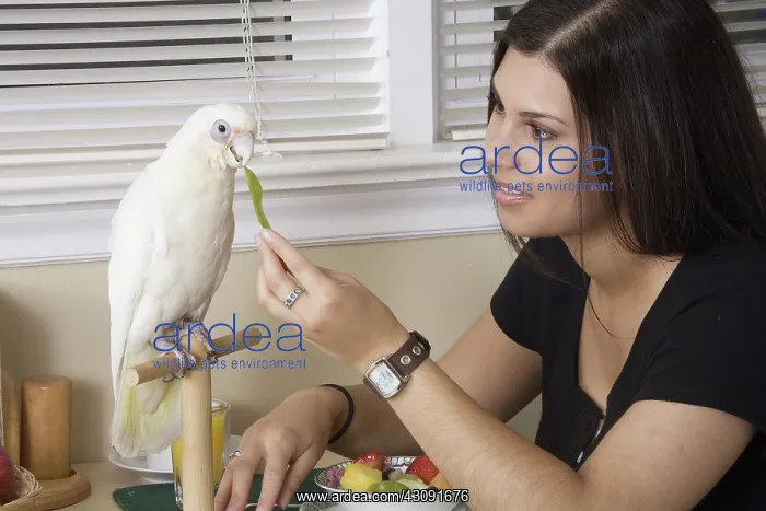 : Young Woman Feeding Bare-eyed Cockatoo : Young Woman Feeding Bare-eyed Cockatoo