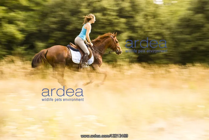 : Young woman at a gallop in the dry grass France : Young woman at a gallop in the dry grass France