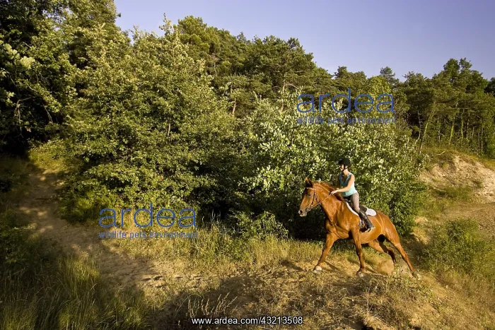 : Young woman galloping on a horse Half-Arabian France : Young woman galloping on a horse Half-Arabian France