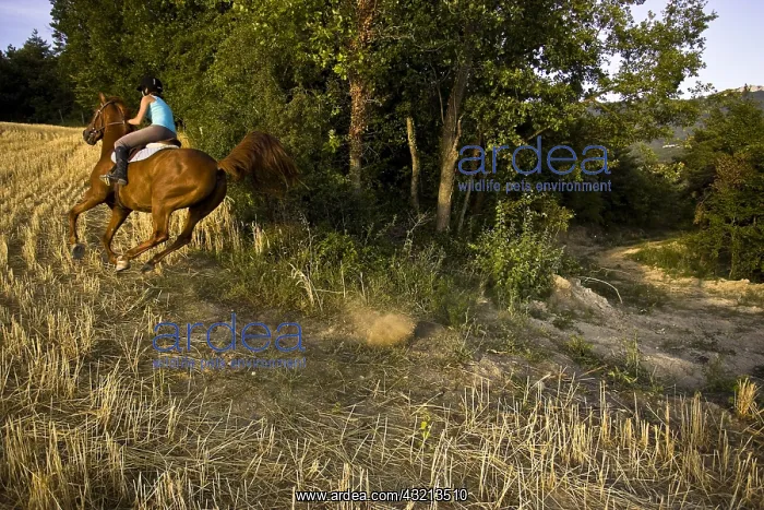 : Young woman galloping on a horse Half-Arabian France : Young woman galloping on a horse Half-Arabian France