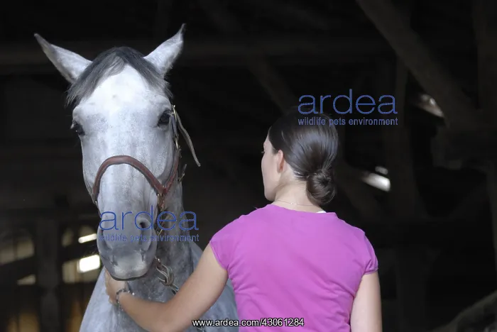 : Young woman and her horse in an equestrian center France : Young woman and her horse in an equestrian center France