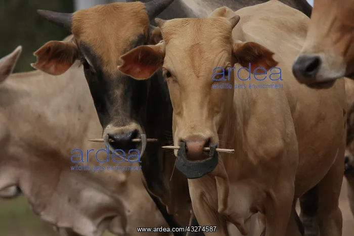 : Young Zebu weaning - Northern Senegal : Young Zebu weaning - Northern Senegal