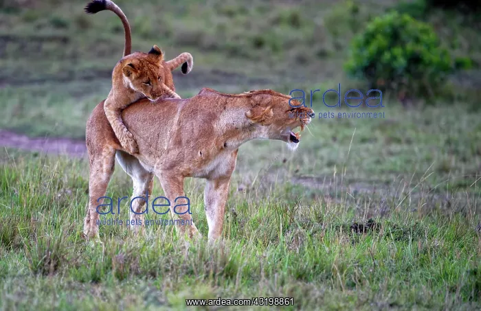 : Younger Lionplays, climbs on mother, lioness (Panthera : Younger Lionplays, climbs on mother, lioness (Panthera