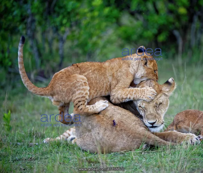 : Younger Lionplays, climbs on mother, lioness (Panthera : Younger Lionplays, climbs on mother, lioness (Panthera