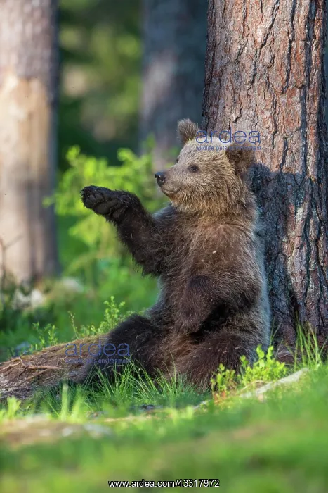 : Younger (Ursus arctos) plays on a tree in the boreal : Younger (Ursus arctos) plays on a tree in the boreal