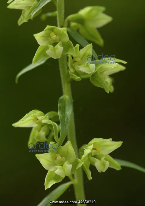 : YoungIs Helleborine : YoungIs Helleborine