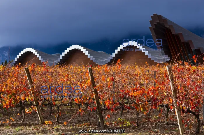 : Ysios Winery, Vineyard in aturmn, La Rioja, Alava : Ysios Winery, Vineyard in aturmn, La Rioja, Alava