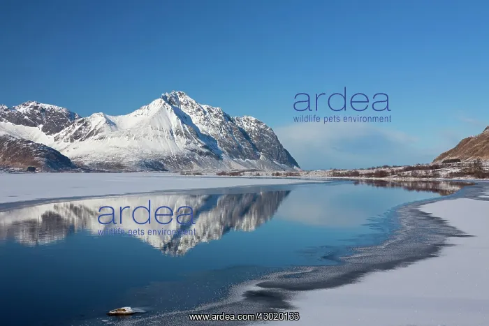 : Ytterpollen snow covered mountains reflected in water : Ytterpollen snow covered mountains reflected in water