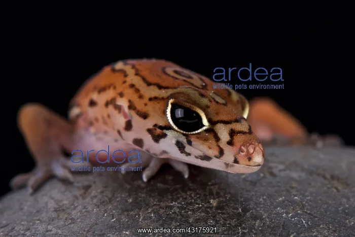 : Yucat gn Banded Gecko (Coleonyx elegans), Mexico : Yucat gn Banded Gecko (Coleonyx elegans), Mexico