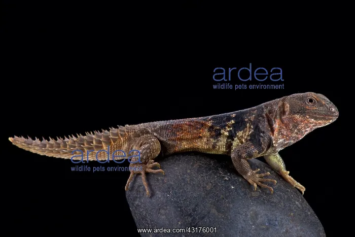 : Yucat gn spiny-tailed iguana (Ctenosaura defensor) : Yucat gn spiny-tailed iguana (Ctenosaura defensor)