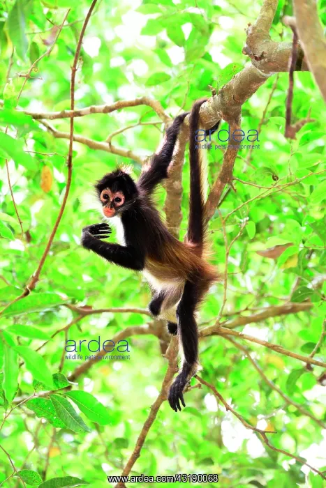 : Yucat&, x1ba0;Spider Monkey (Ateles geoffroyi yucatanensis) : Yucat&, x1ba0;Spider Monkey (Ateles geoffroyi yucatanensis)
