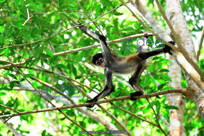 : Yucat&, x1ba0;Spider Monkey (Ateles geoffroyi yucatanensis) : Yucat&, x1ba0;Spider Monkey (Ateles geoffroyi yucatanensis)