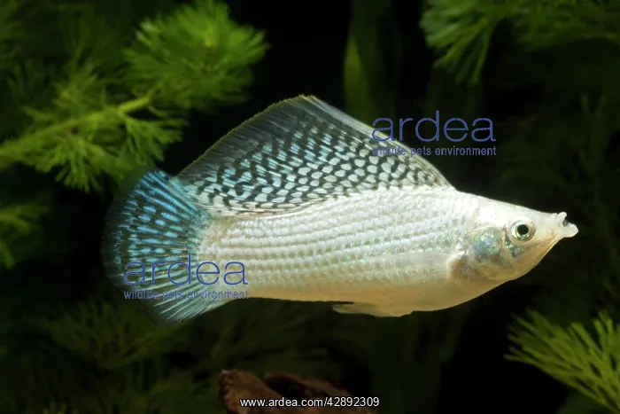 : Yucatan Molly : Yucatan Molly