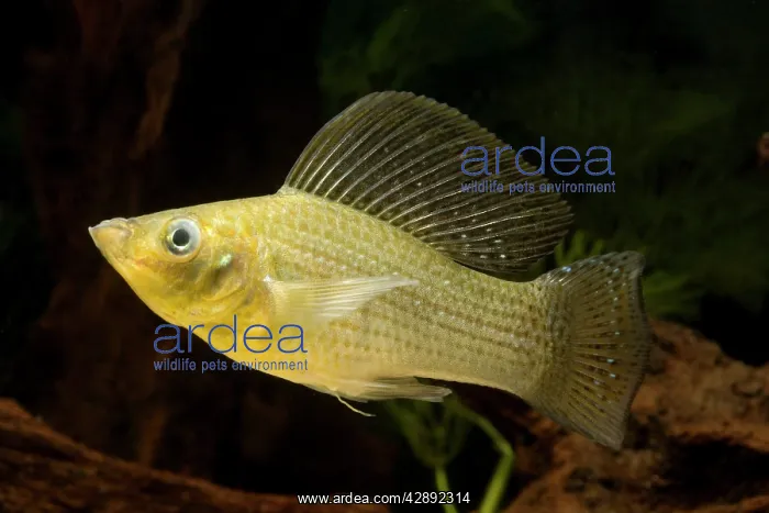 : Yucatan Molly : Yucatan Molly