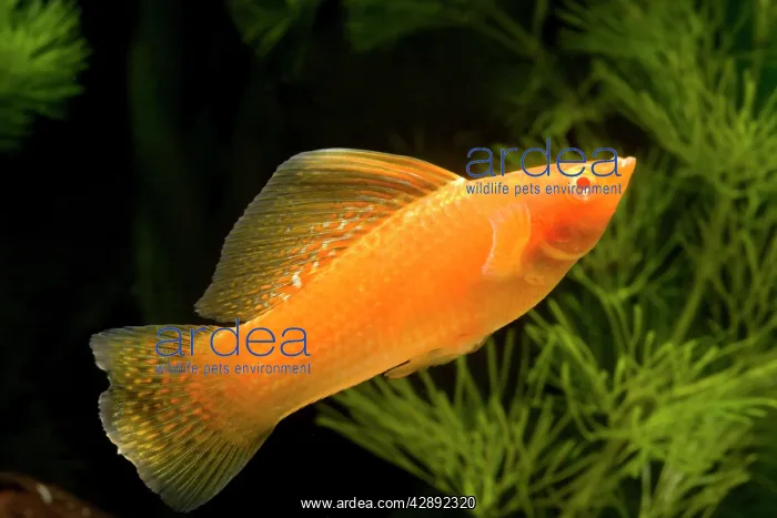 : Yucatan Molly : Yucatan Molly
