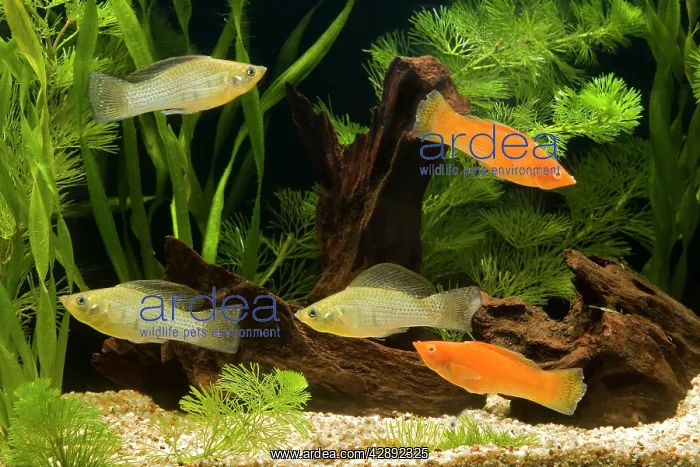 : Yucatan Molly : Yucatan Molly