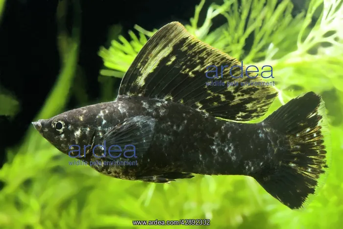 : Yucatan Molly
