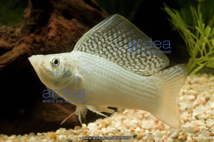 : Yucatan Molly - male : Yucatan Molly - male
