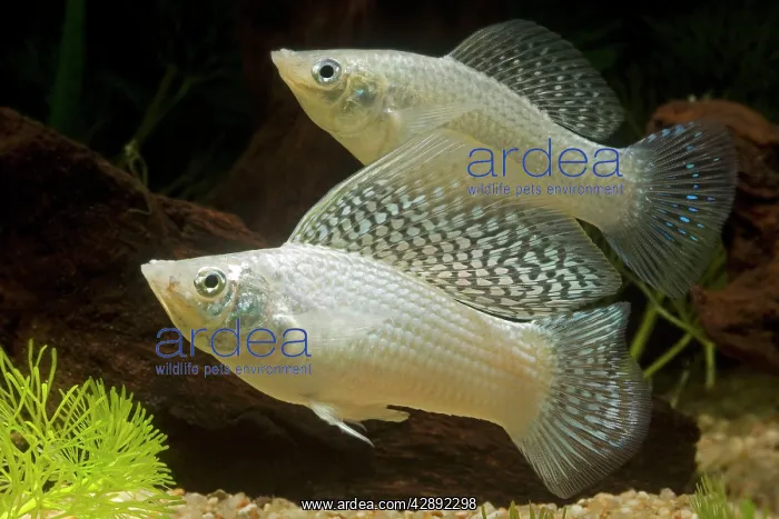 : Yucatan Molly - pair : Yucatan Molly - pair