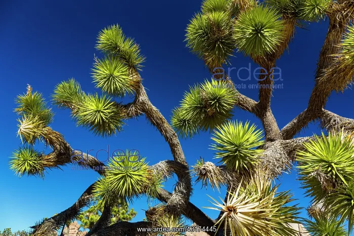 : Yucca brevifolia, the Joshua tree, Joshua Tree National : Yucca brevifolia, the Joshua tree, Joshua Tree National