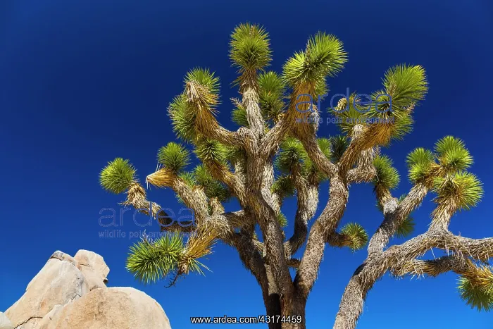 : Yucca brevifolia, the Joshua tree, Joshua Tree National : Yucca brevifolia, the Joshua tree, Joshua Tree National