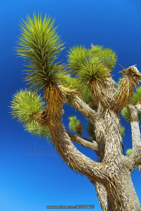 : Yucca brevifolia, the Joshua tree, Joshua Tree National : Yucca brevifolia, the Joshua tree, Joshua Tree National