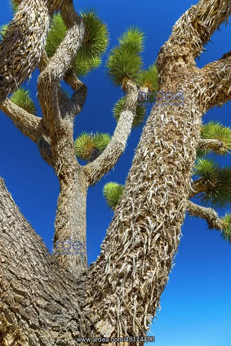 : Yucca brevifolia, the Joshua tree, Joshua Tree National : Yucca brevifolia, the Joshua tree, Joshua Tree National