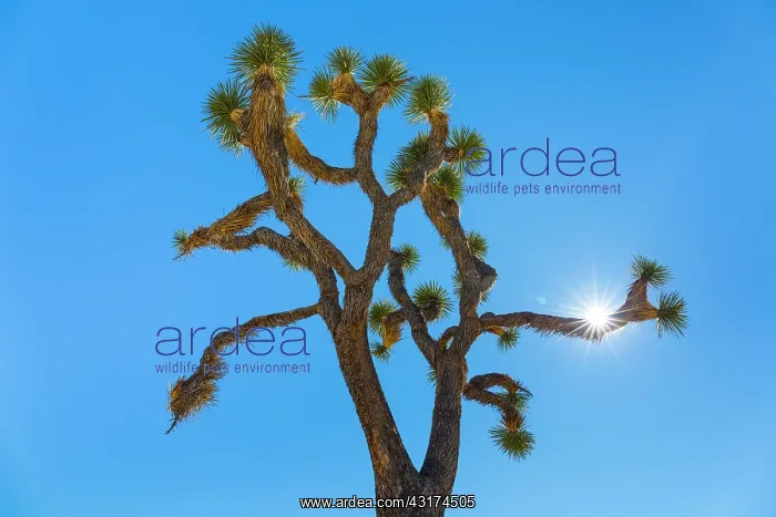 : Yucca brevifolia, the Joshua tree, Joshua Tree National : Yucca brevifolia, the Joshua tree, Joshua Tree National