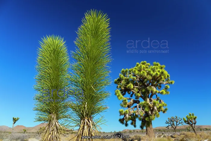 : Yucca brevifolia, the Joshua tree, Joshua Tree National : Yucca brevifolia, the Joshua tree, Joshua Tree National