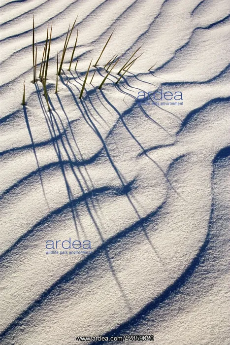 : Yucca - buried with only the tips of the yucca's : Yucca - buried with only the tips of the yucca's