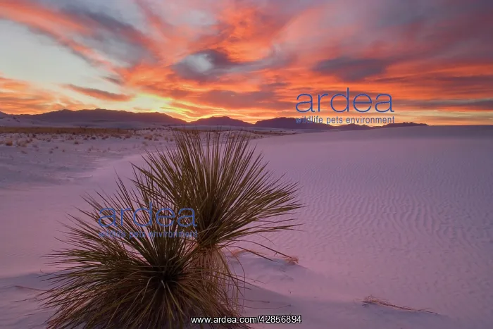 : Yucca and dune - soaptree and white gypsum dune at sunset : Yucca and dune - soaptree and white gypsum dune at sunset